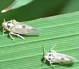 稻飞虱