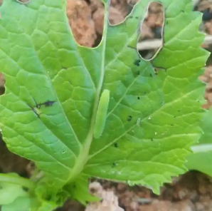菜青虫