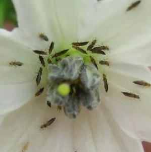 蓟马