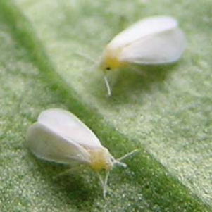 白粉虱