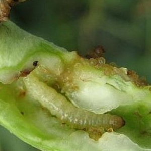豆荚螟